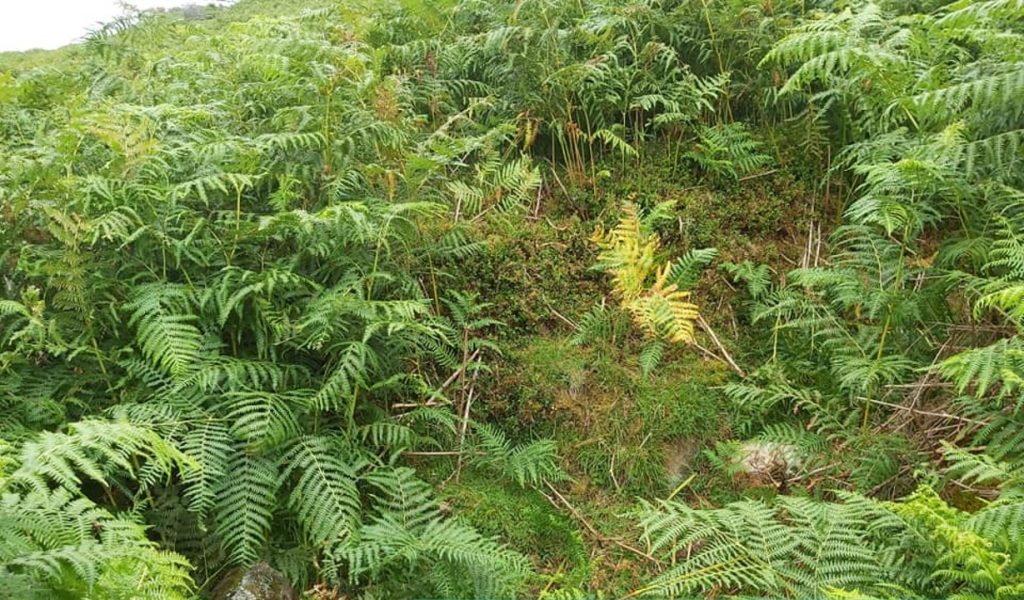 25d. Building in summer