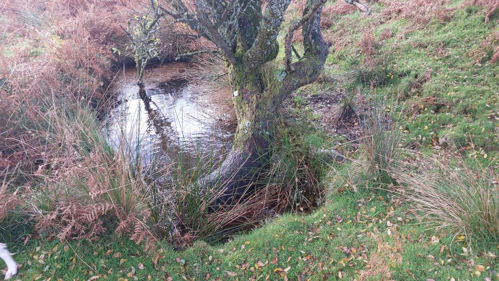 14. Buddle by Dressing Floor