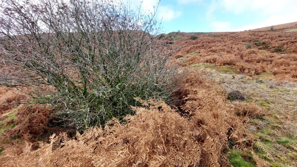 6. West Engine Shaft b