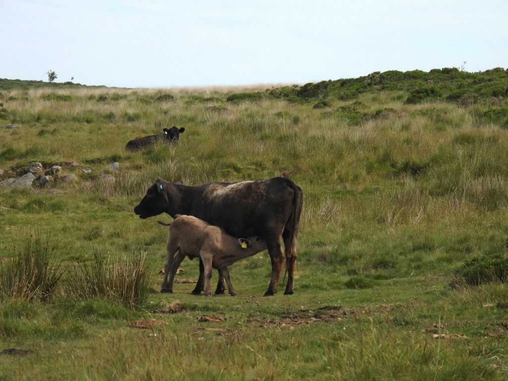 25. Mother and calf