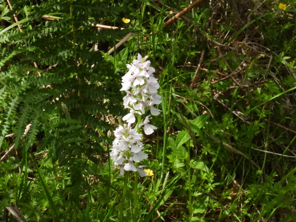 35. Spotted Orchid