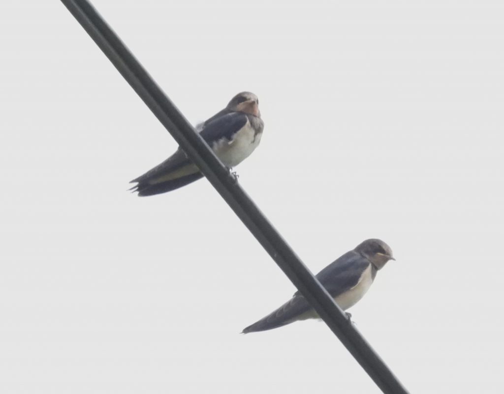 46. Swallows