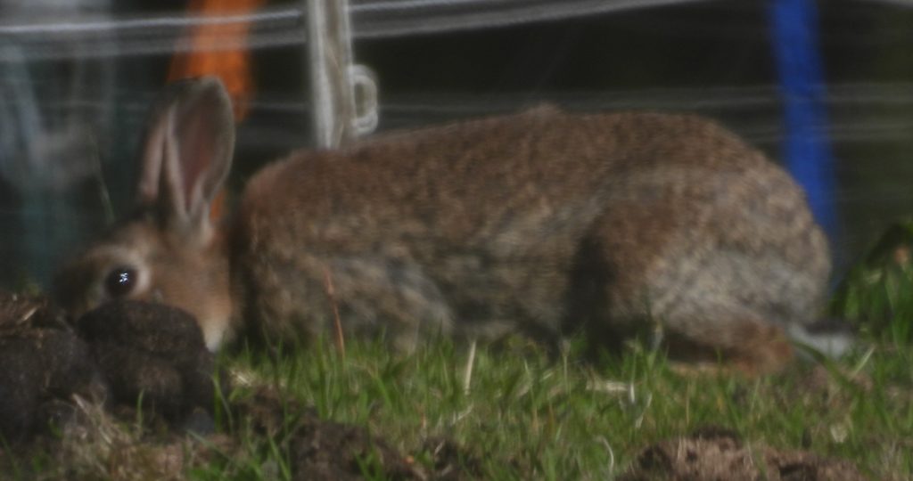 8. Rabbit