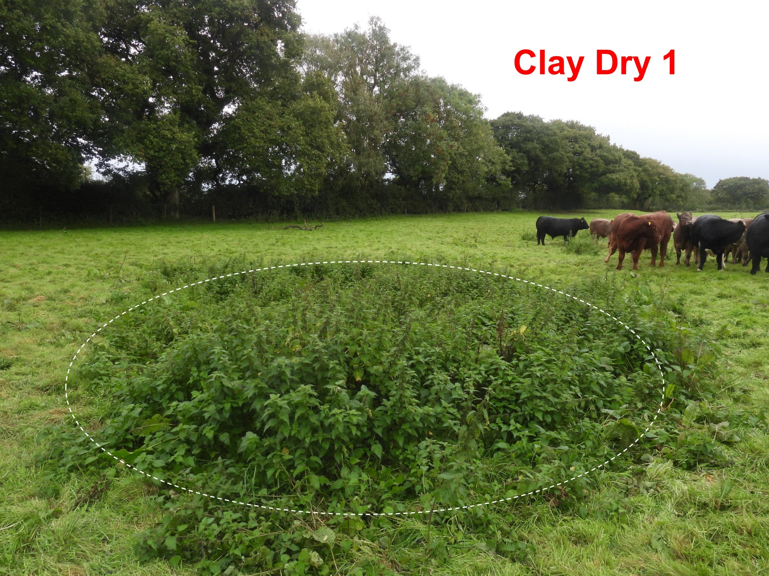 2. Clay Dry 1a
