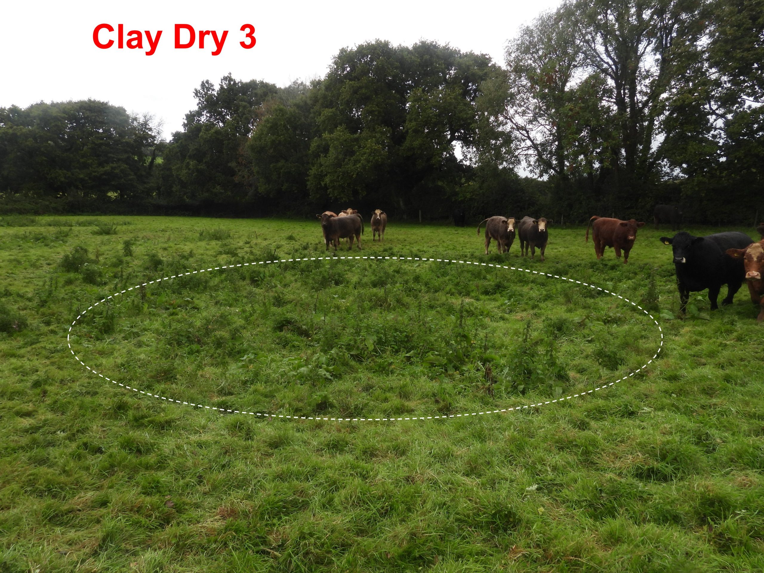 4. Clay Dry 3