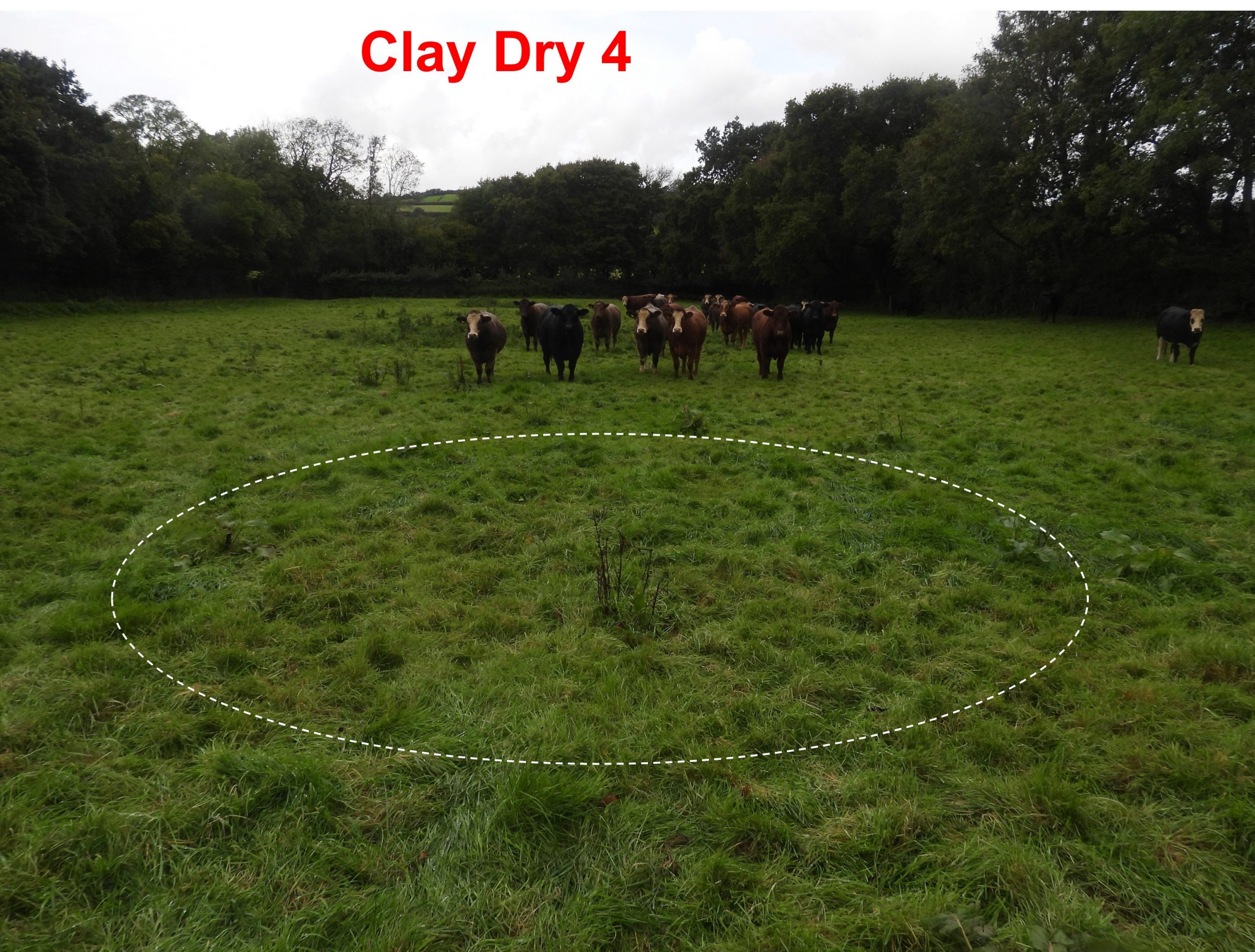 5. Clay Dry 4