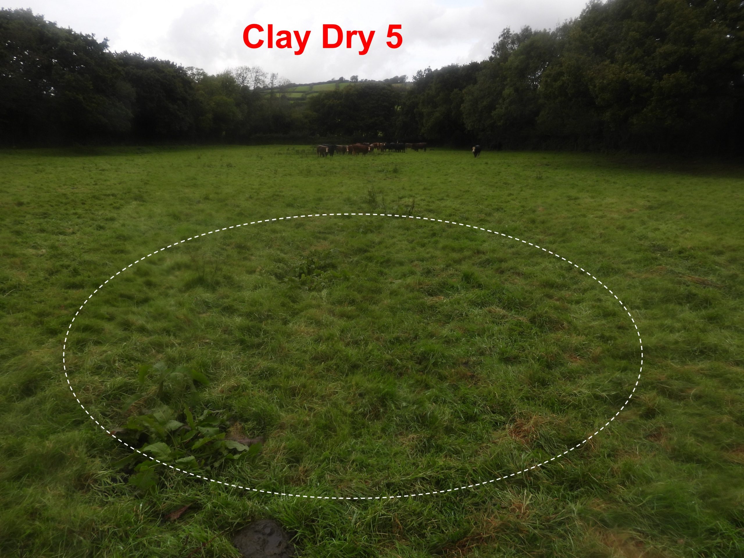 6. Clay Dry 5