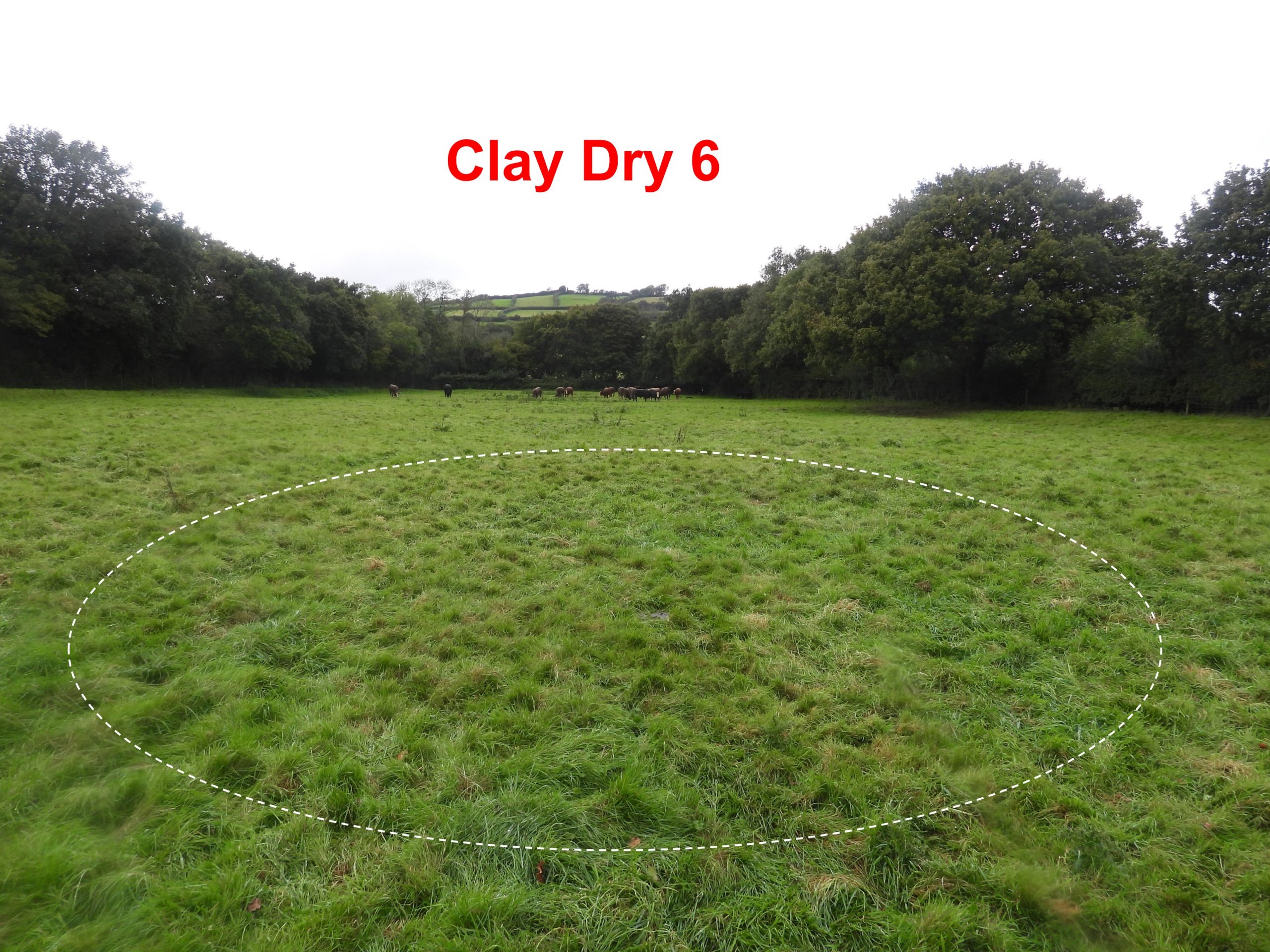 7. Clay Dry 6