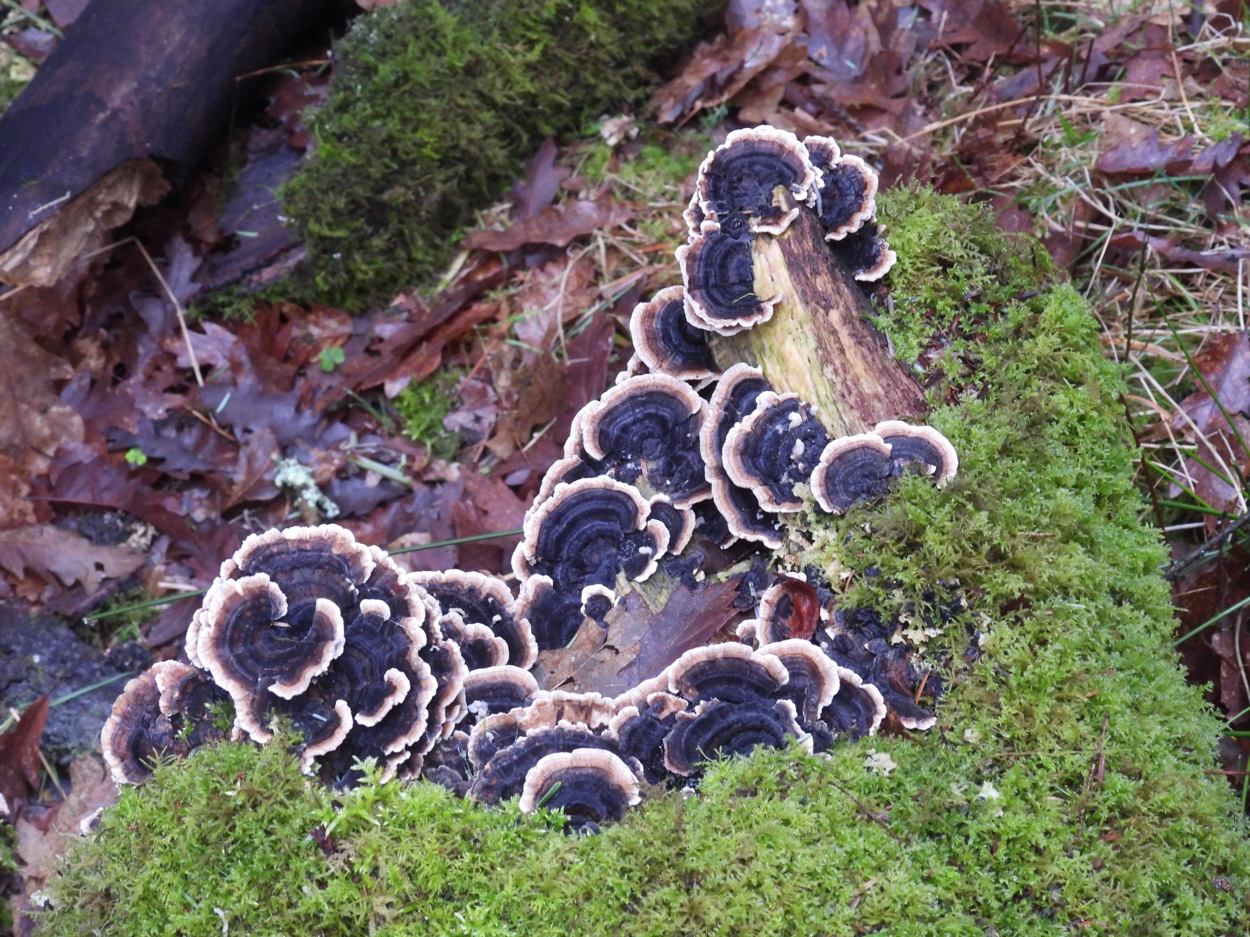 7. Fungi c