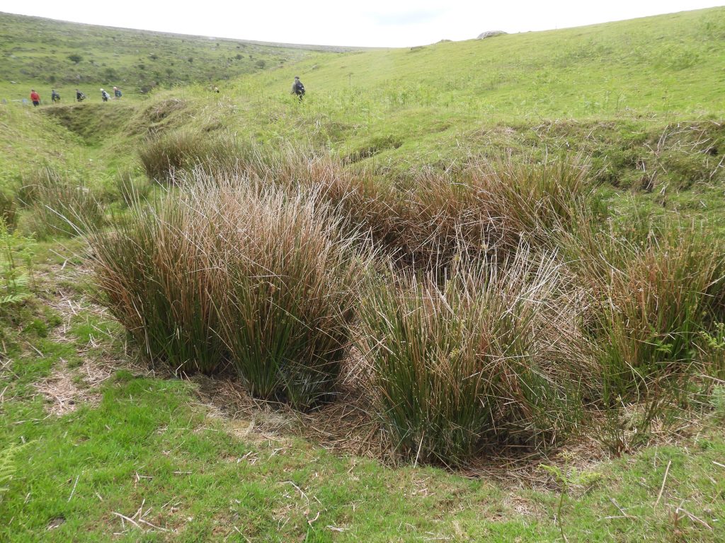 25a. Shaft