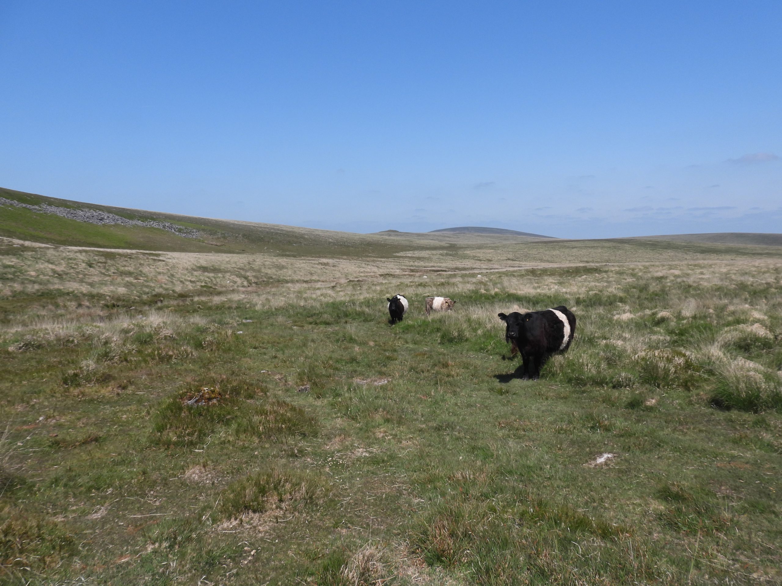 12. Belted Galloway