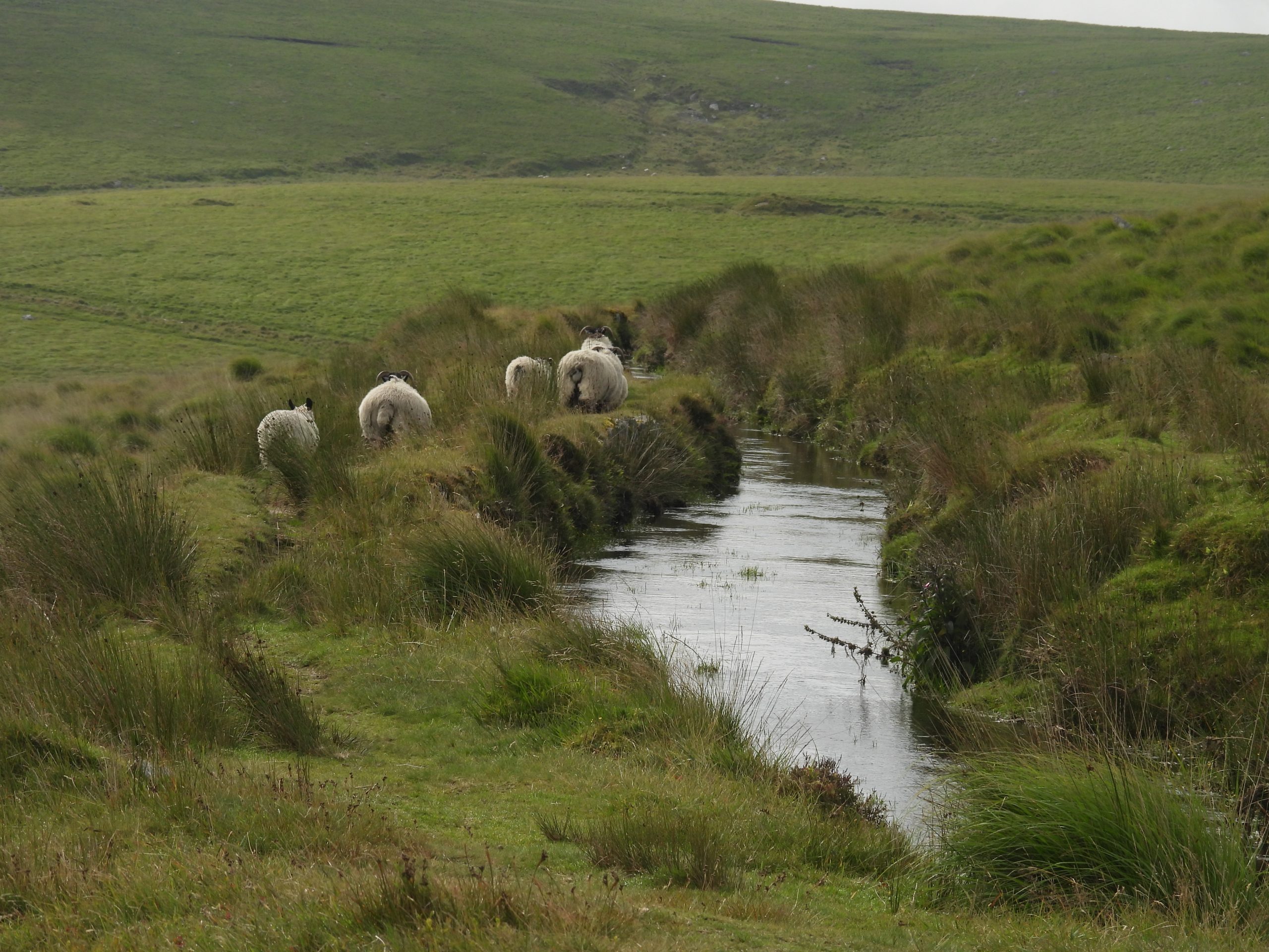 7. Follow the sheep a