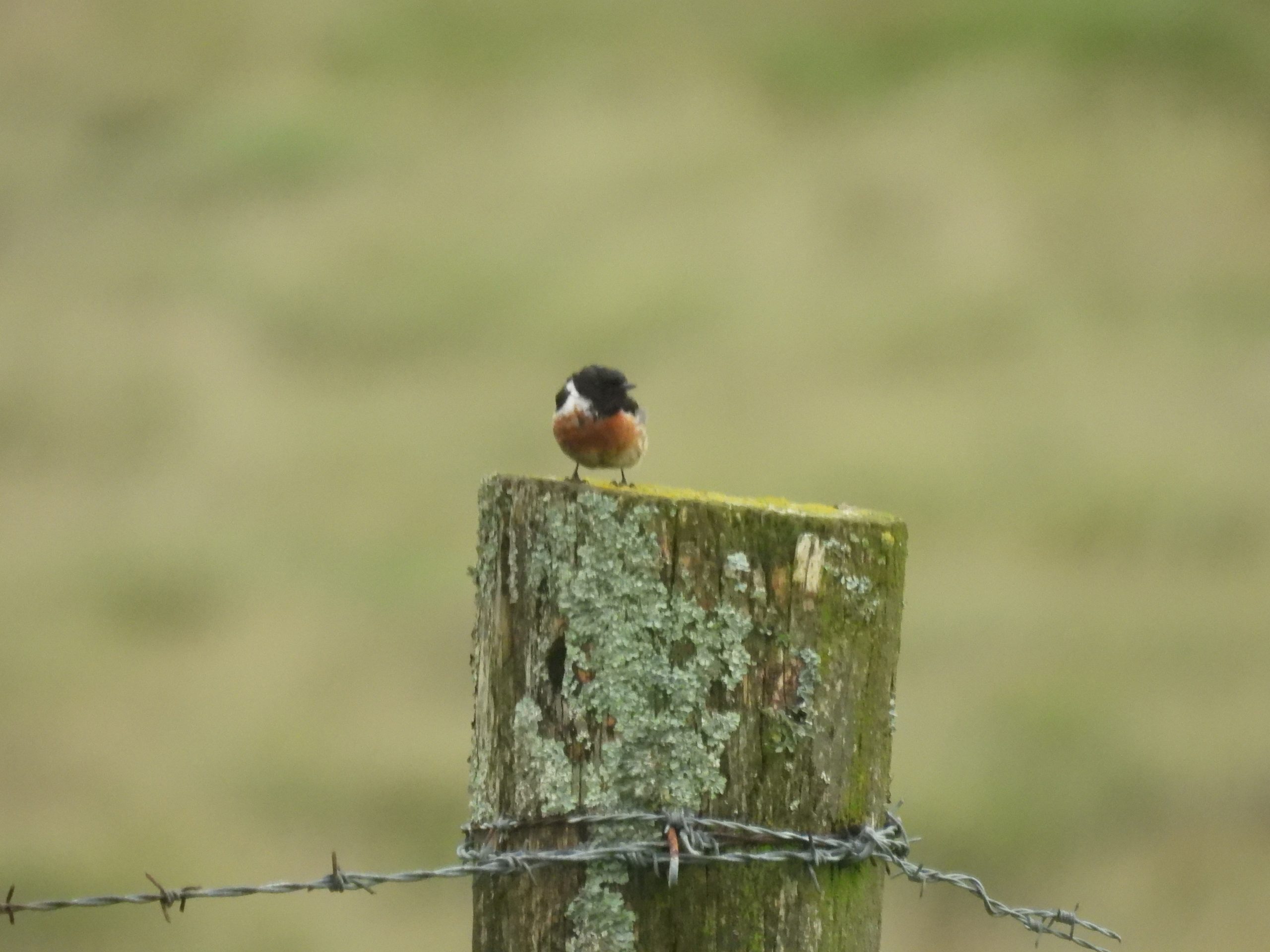 15. Stonechat a