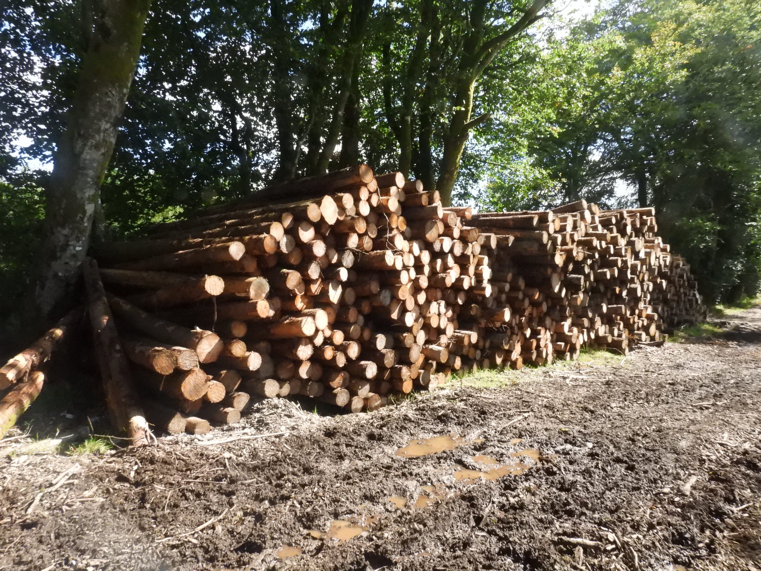 34. Stacks of Logs