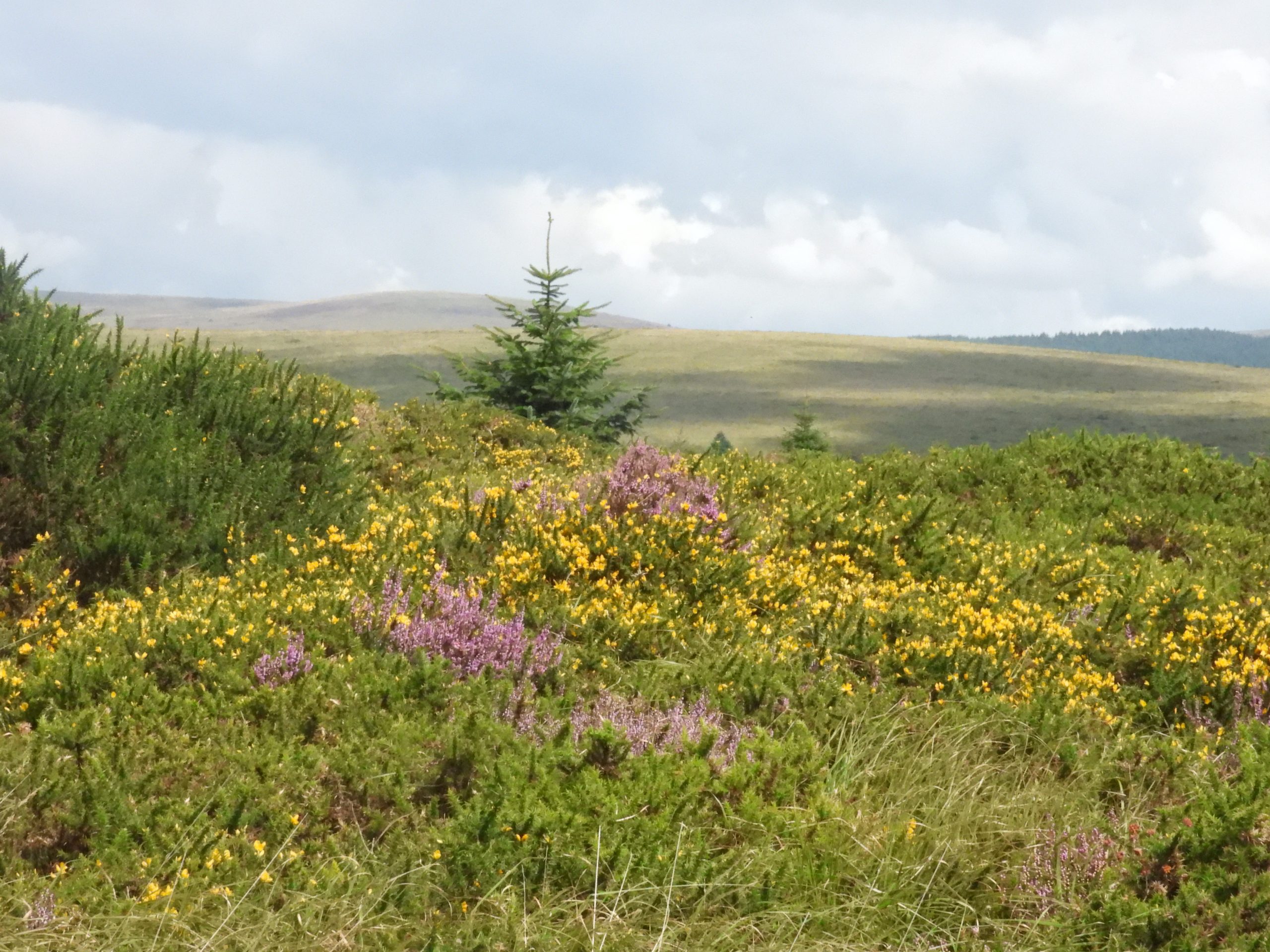44. Heather and Gorse