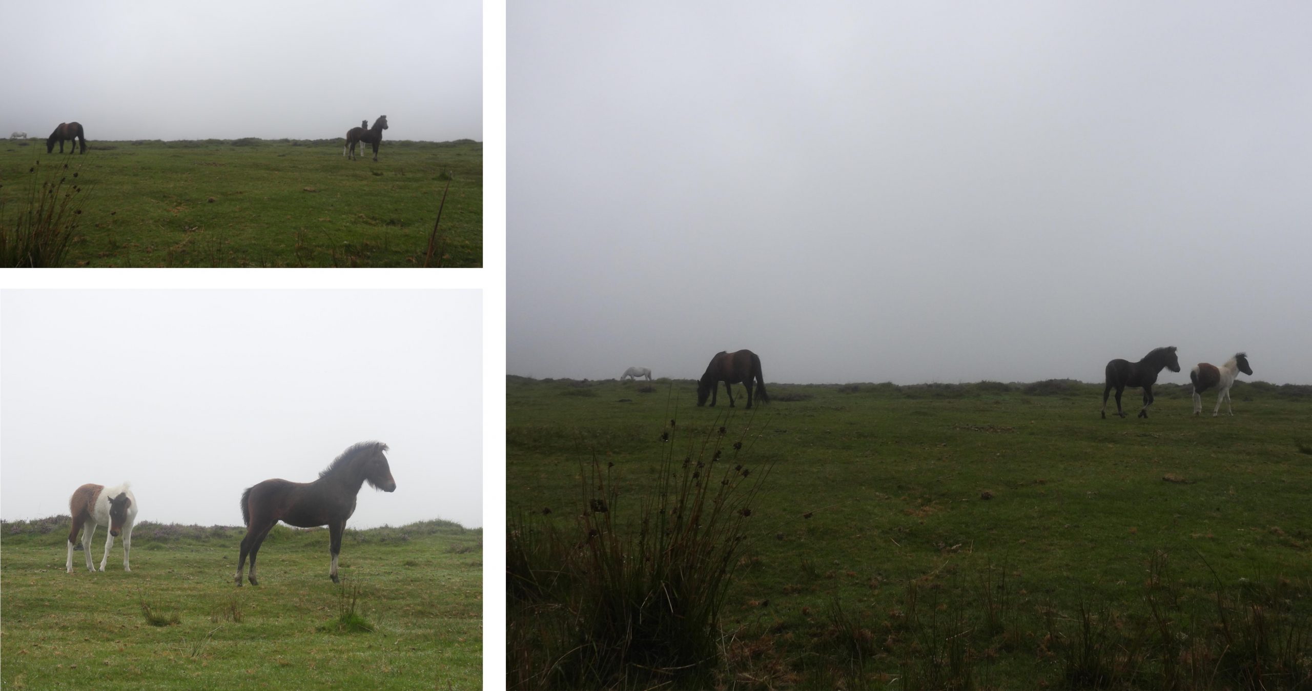 23. Ponies in the Mist