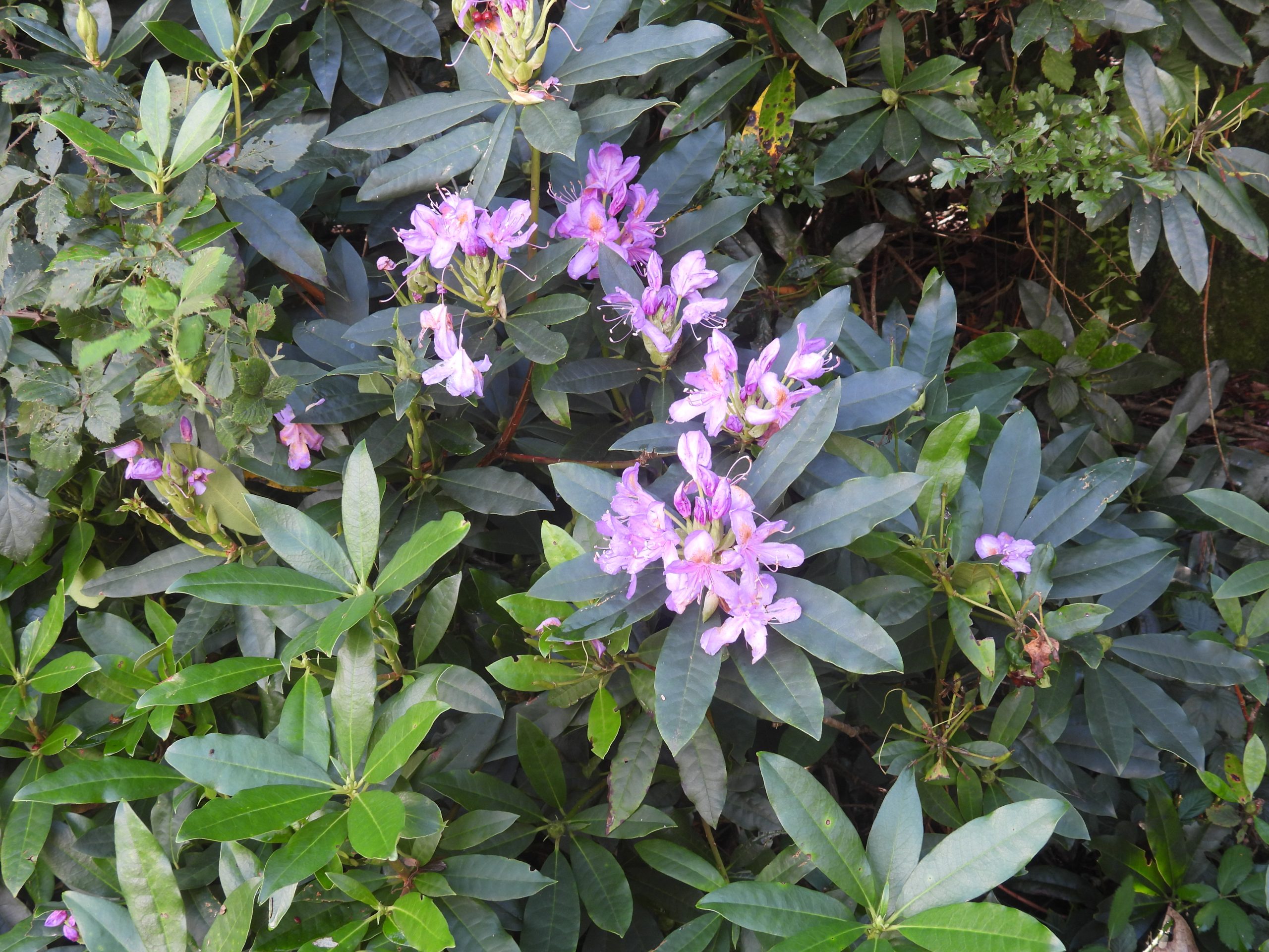 55. Late flowering Rhododendron