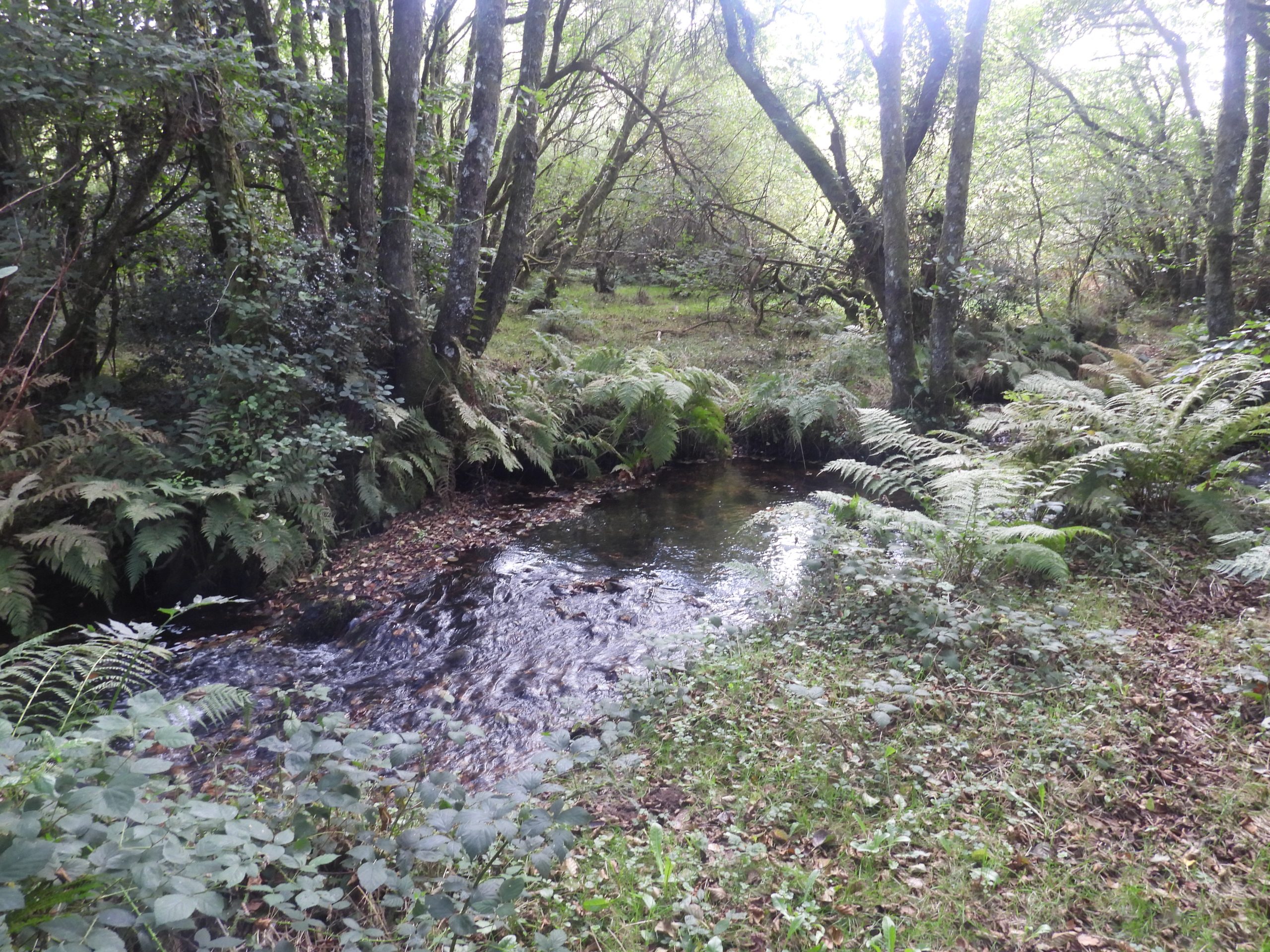 7. Stream to Lingcombe