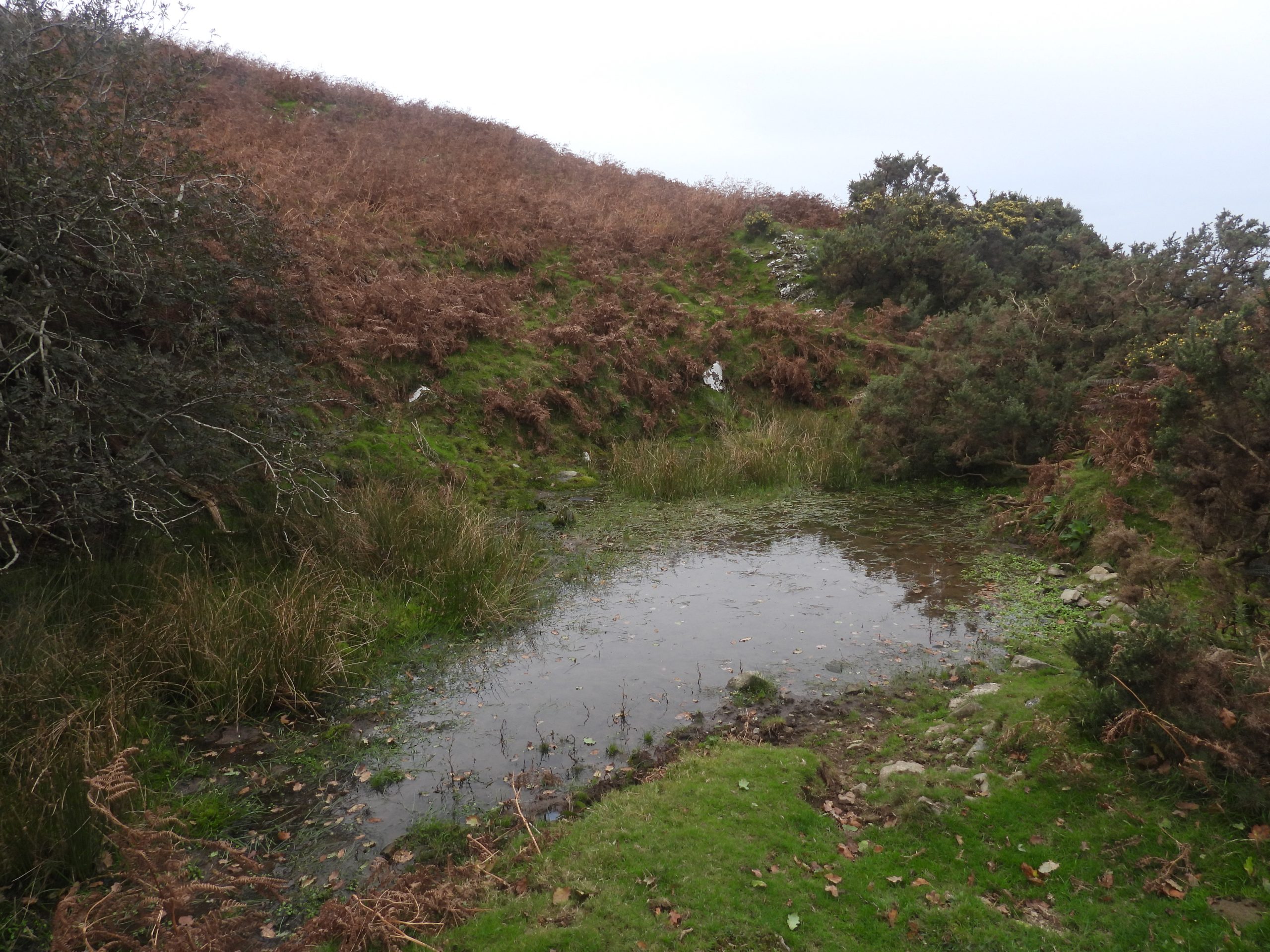 16. Reservoir or Tadpole Pond b
