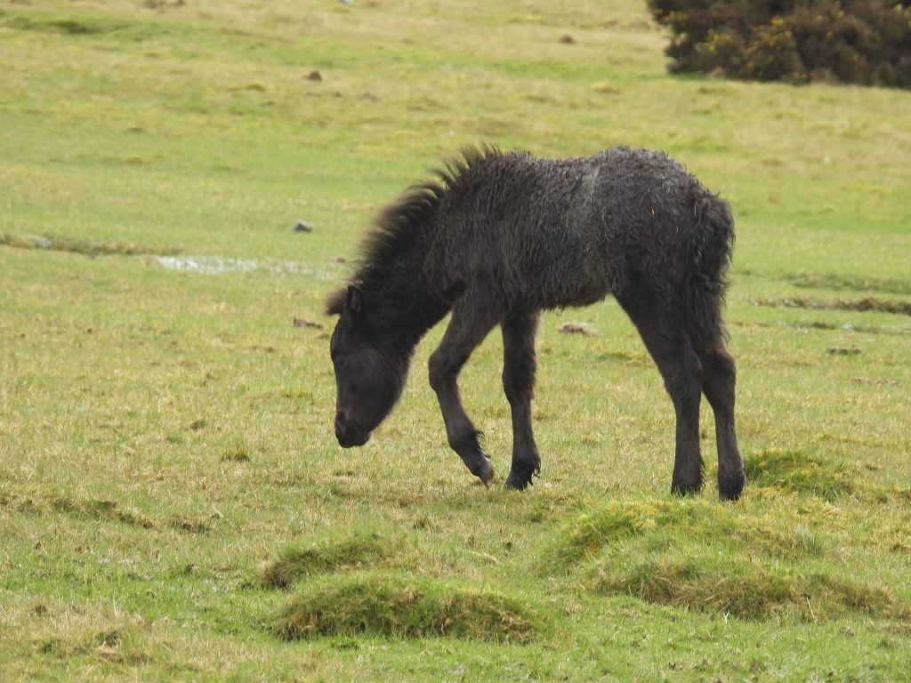 1. Young Foal