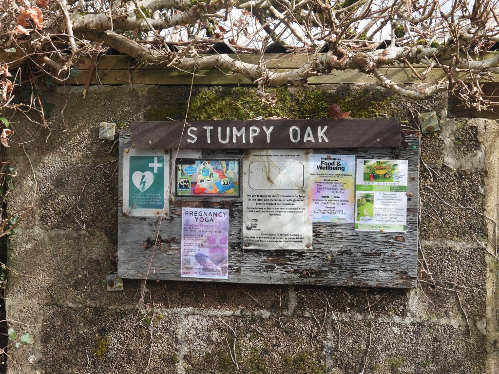 2. Stumpy Oak