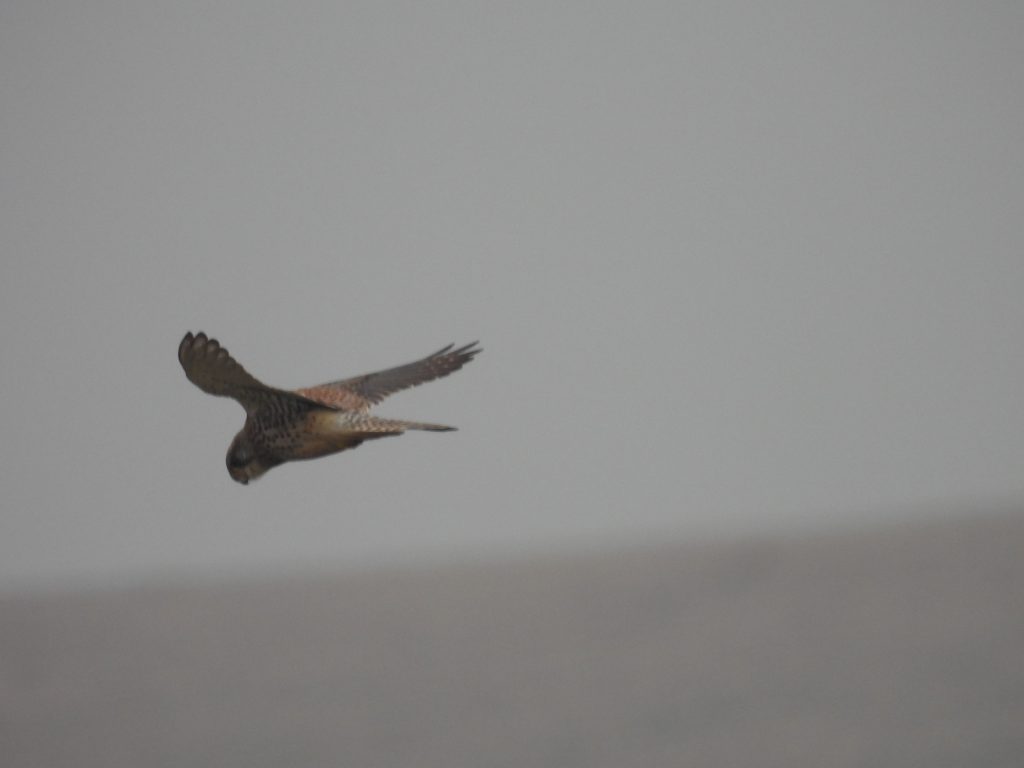10. Kestral