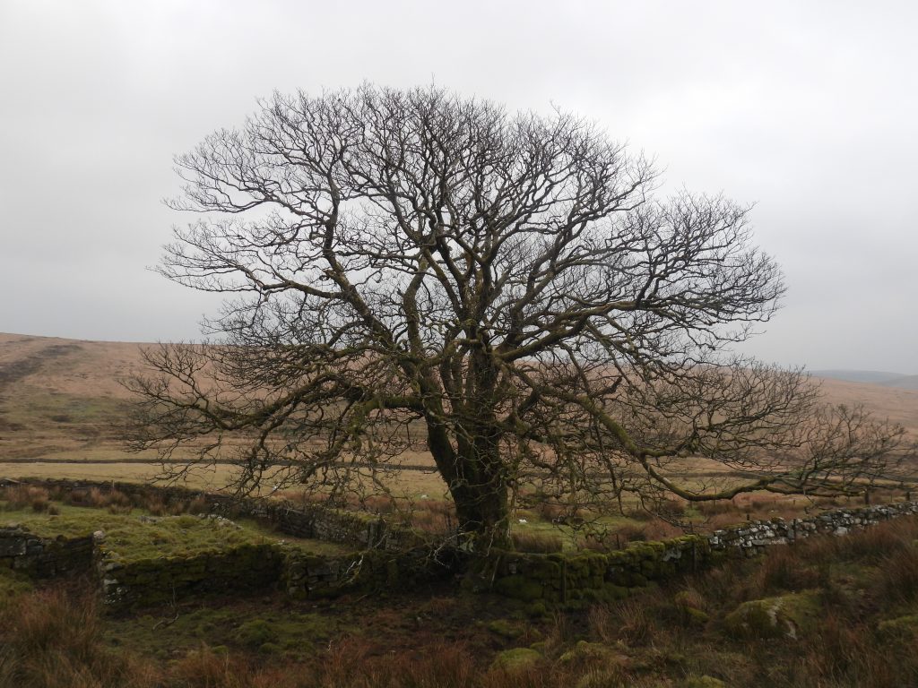 3. Sycamore Tree