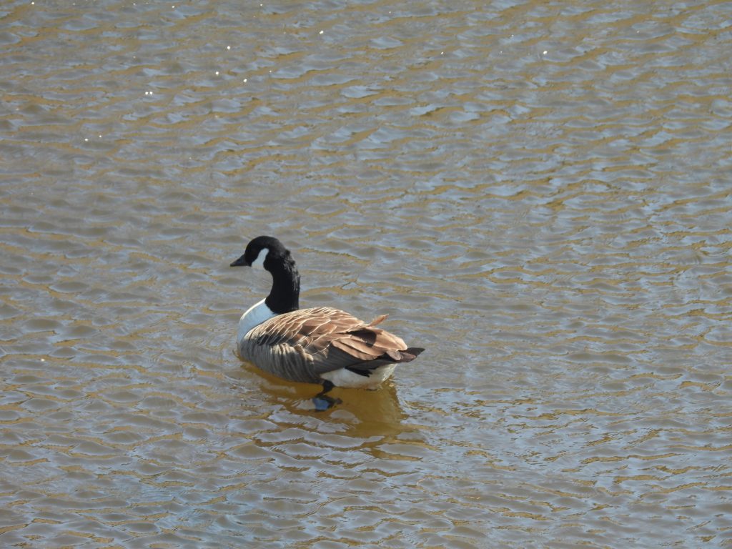 14. Canada Goose