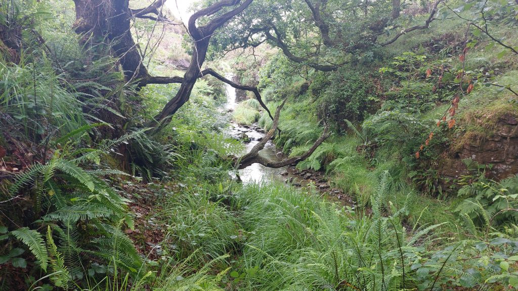 8.3b Upstream from Cutting