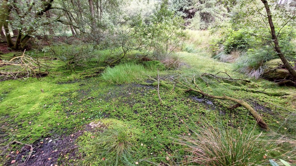 10a. Pond