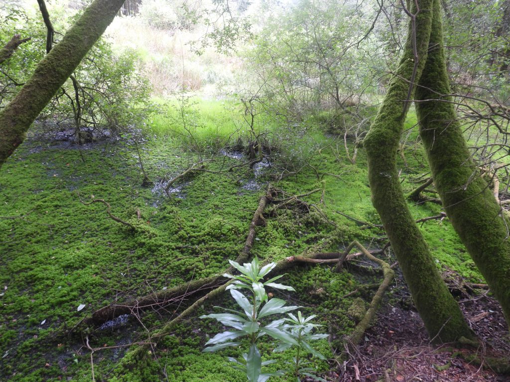 10b. Pond