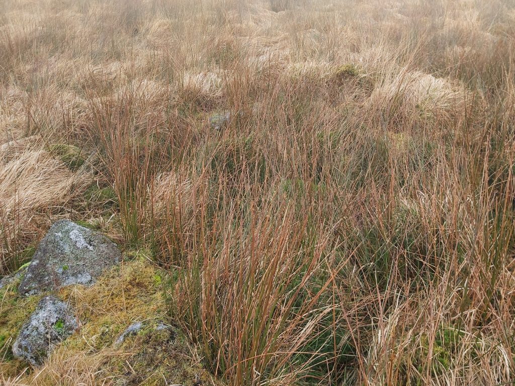 10b. Vergyland Combe Tinners Hut N