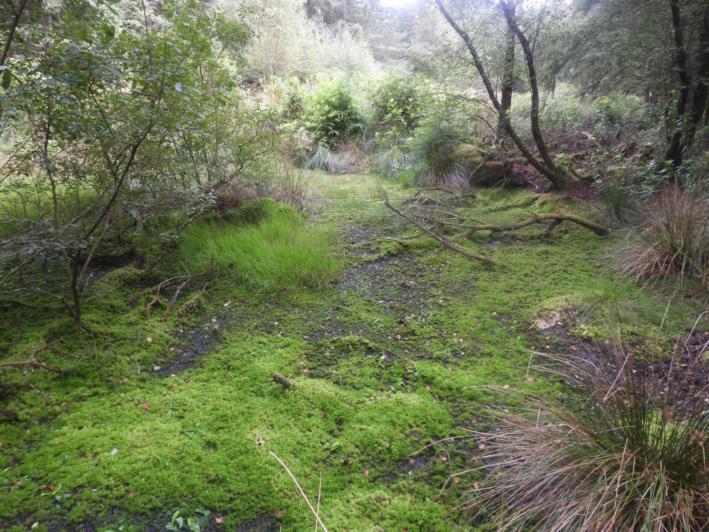 10c. Pond