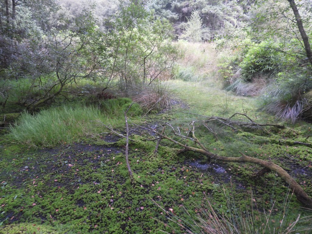 10d. Pond