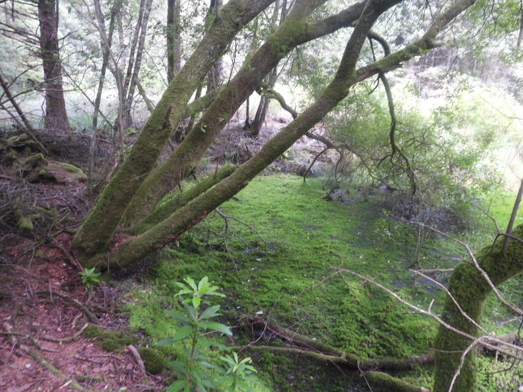 10e. Pond