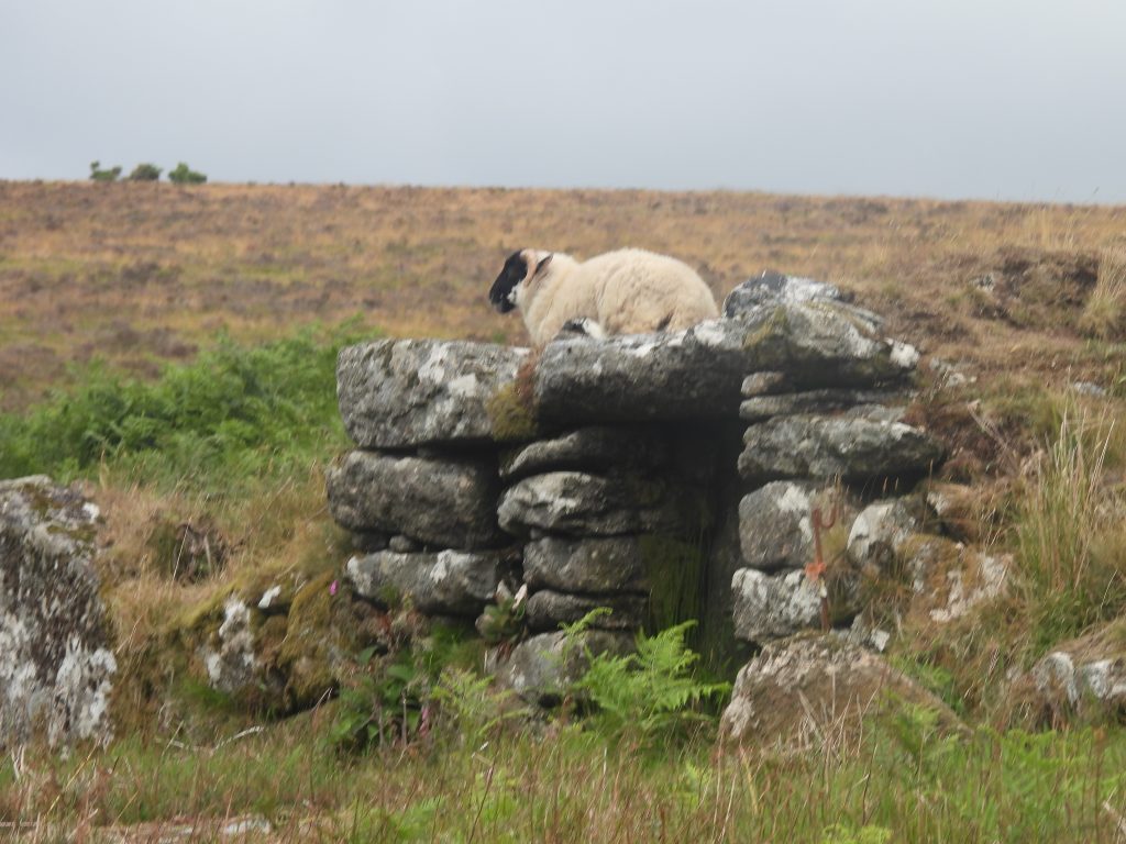16a. Dog Kennel