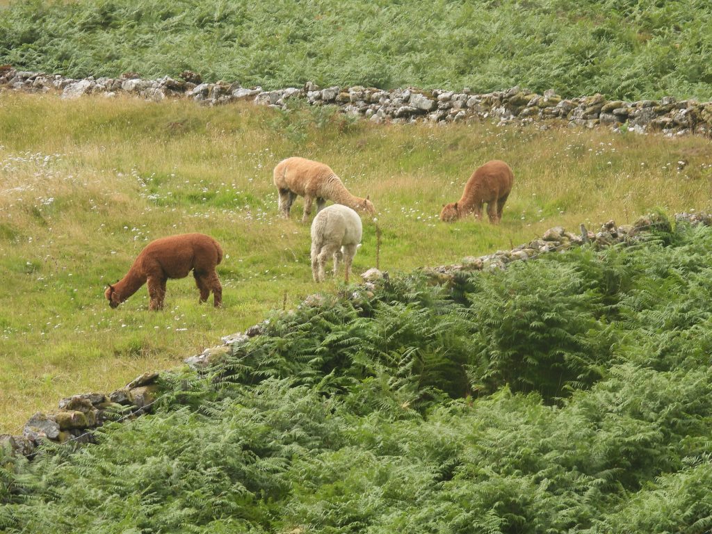 17b. Llamas