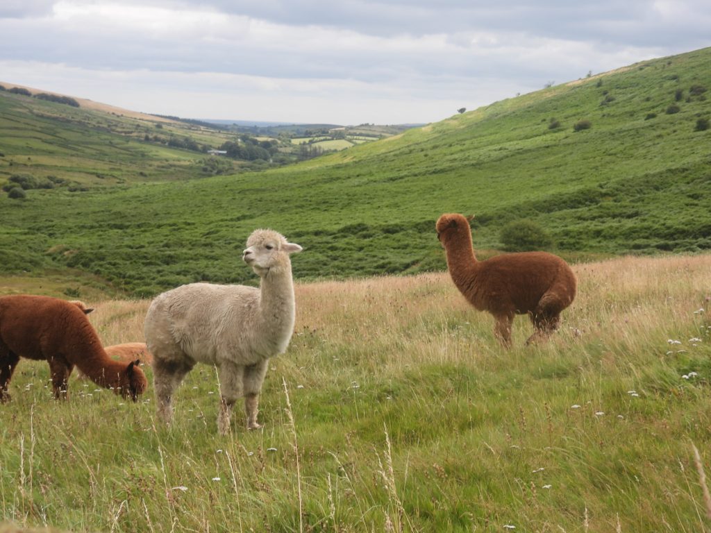 17c. LLamas