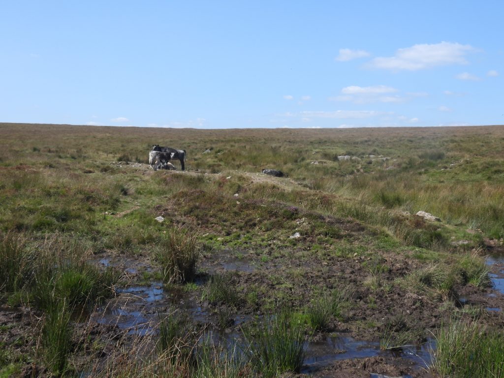 18. Bow Combe Mire Streamworks