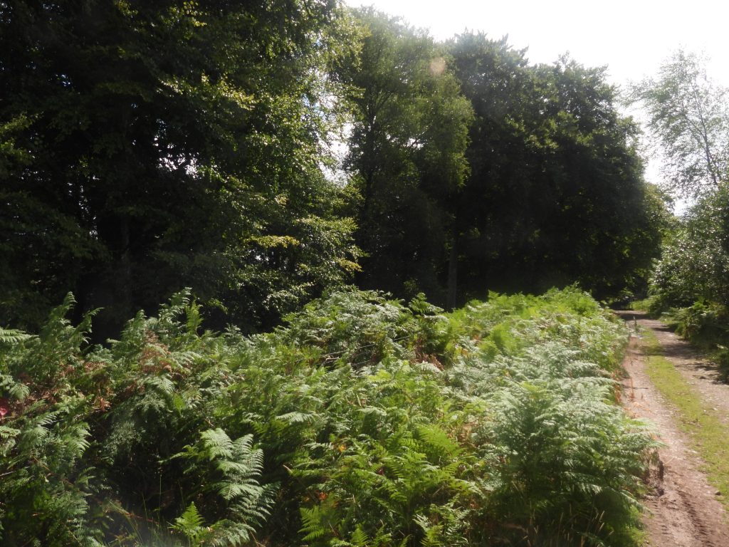 3. Path near Gibhill Wood