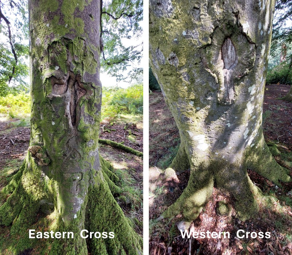 5. Gibhill Beech Tree Crosses