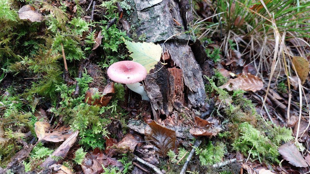 5a. Funghi