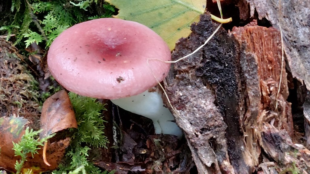 5b. Funghi