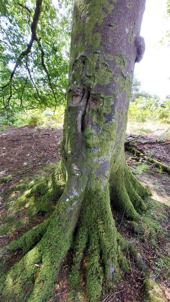 6a. Eastern Cross