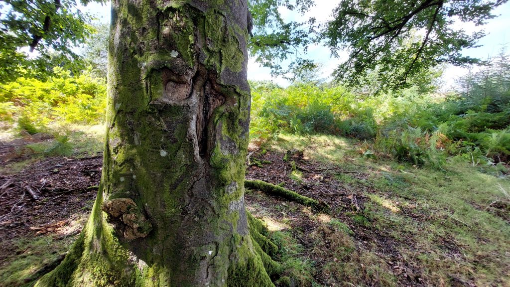 6b. Eastern Cross