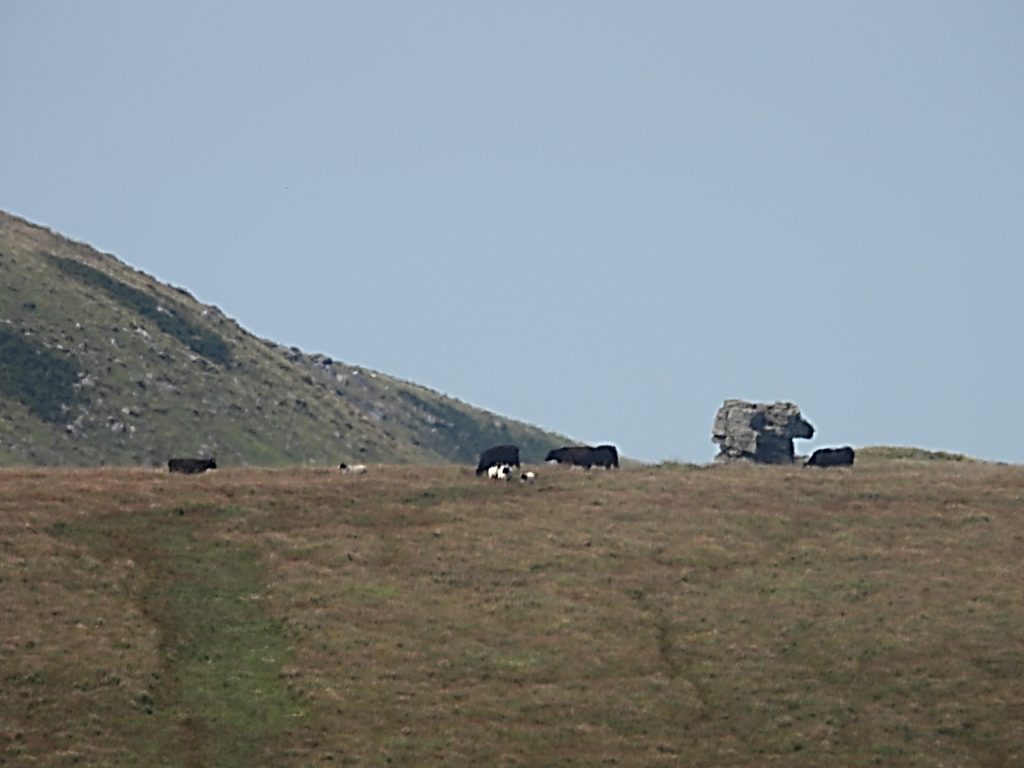 7. Lints Tor