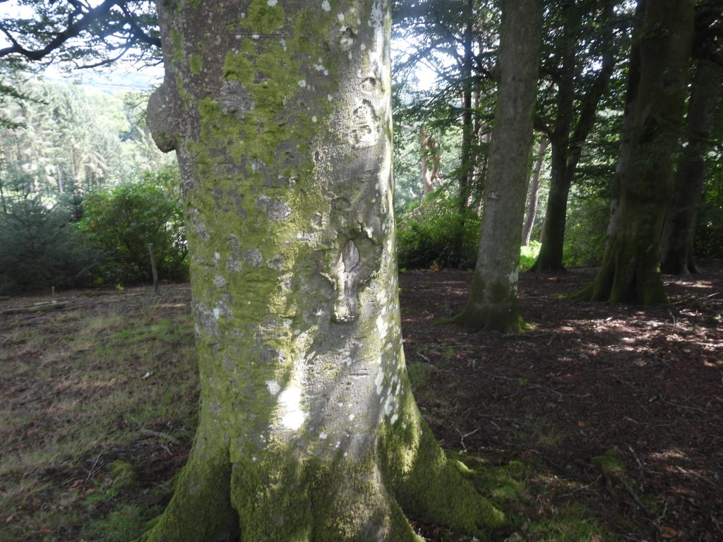 7a. Western Cross