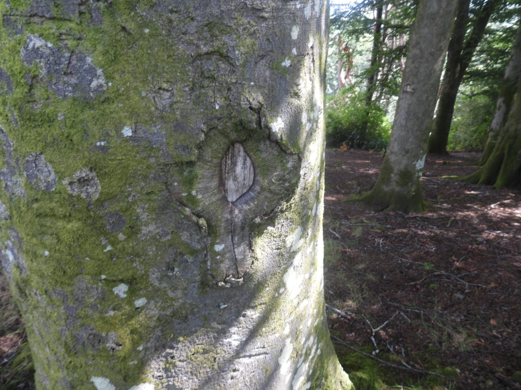 7b. Western Cross