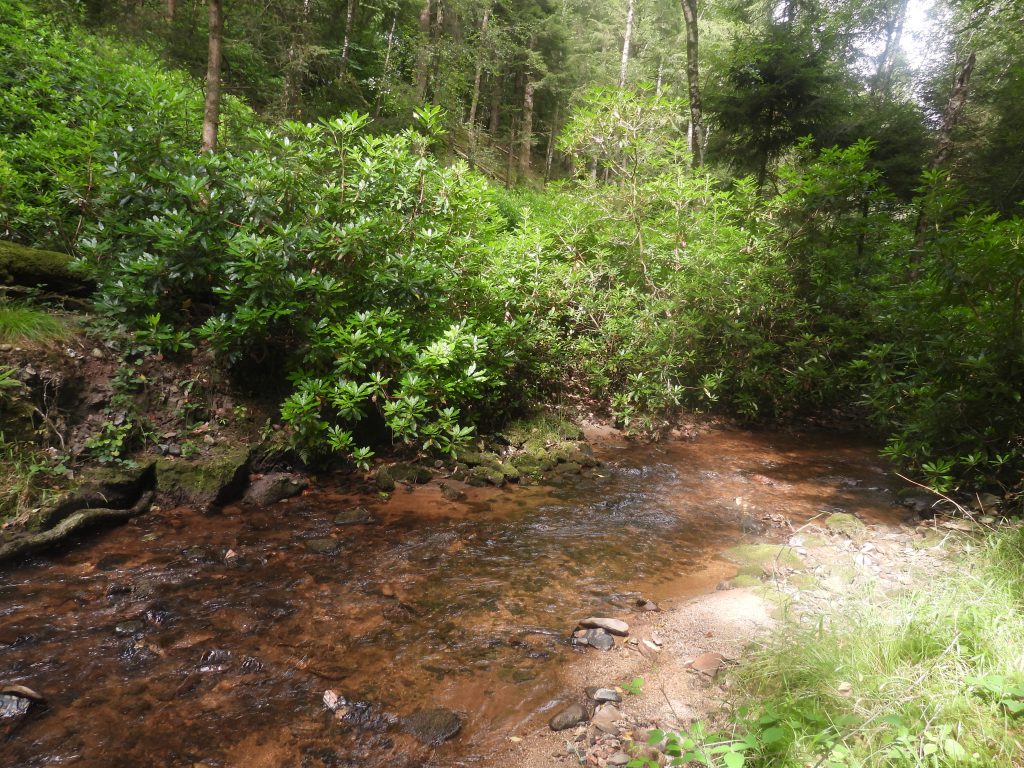 8b. Piall River