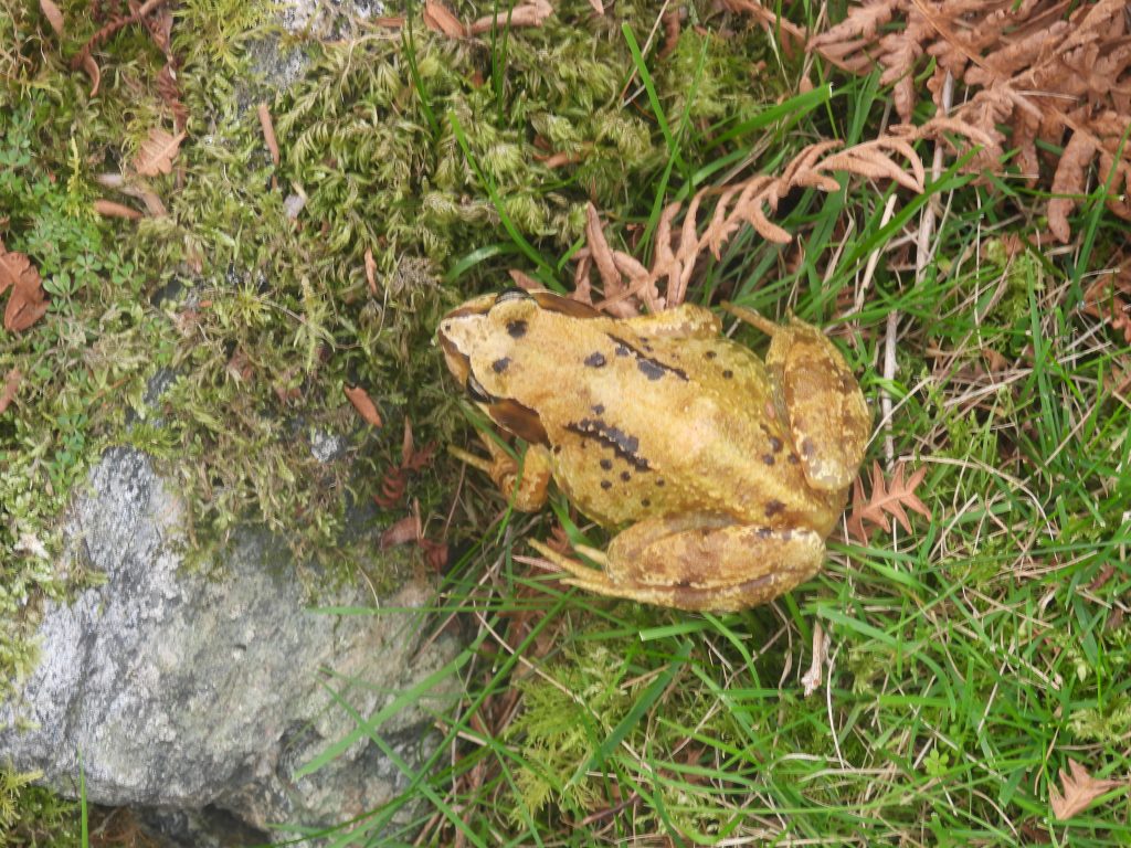 5. Frog b